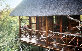 Lion Tree Bush Lodge image