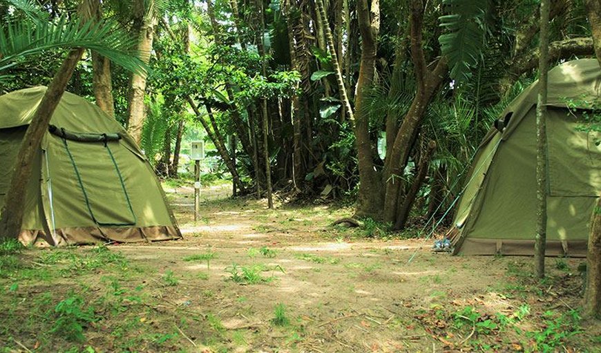Campsite: Campsite - Each campsite has its own plug point and braai.
