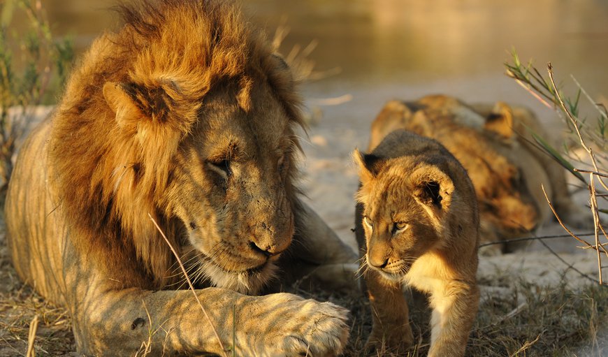 Inyati Game Lodge in Sabi Sands Game Reserve, Mpumalanga, South Africa