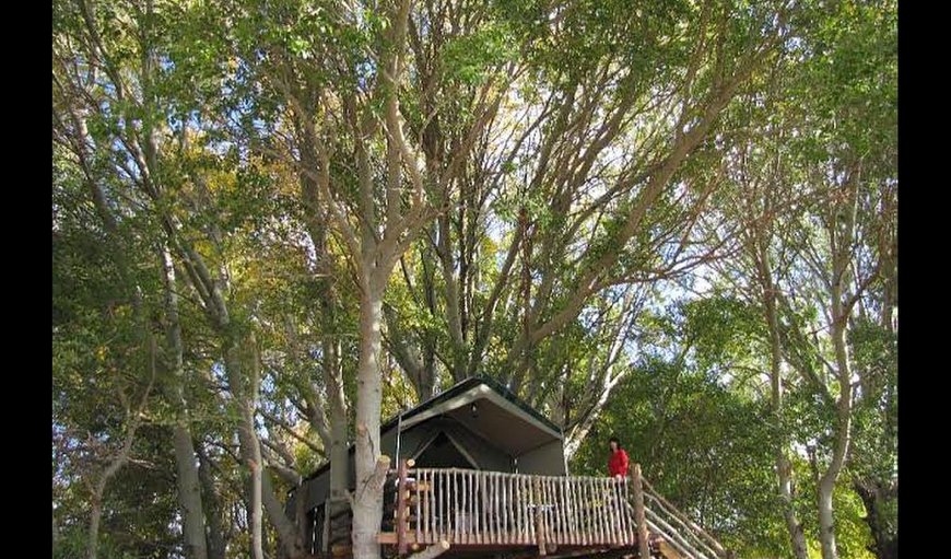 The Treehouse - Exterior
