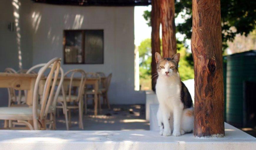 Shady Verandah