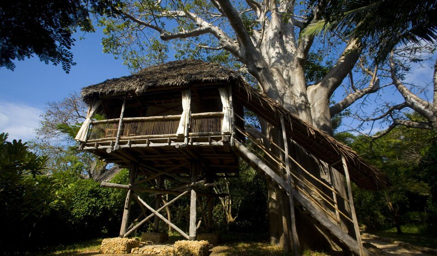 Treehouse Mbili: Mbili Treehouse