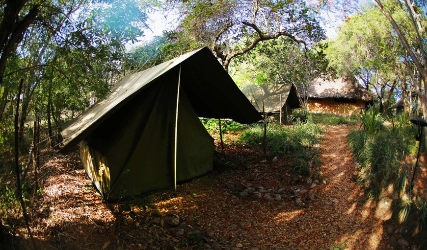 Safari Tent: Safari Tent