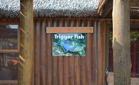 Cova & Reolieze Lodge - Trigger Fish image