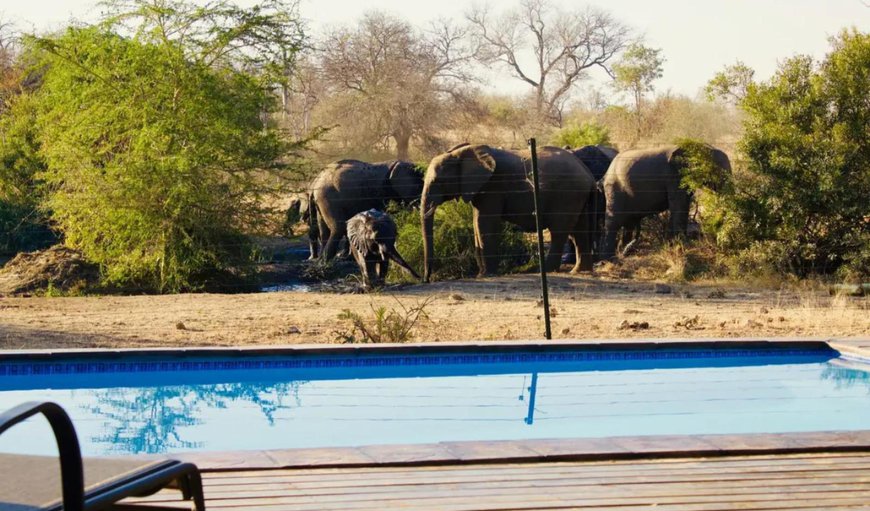 Welcome to Masodini Game Lodge! in Balule Nature Reserve, Limpopo, South Africa