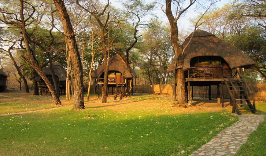 Welcome to Sikumi Tree Lodge in Hwange National Park , Matabeleland North, Zimbabwe
