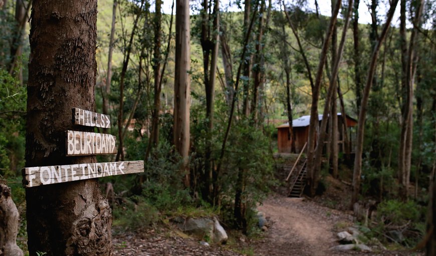 The Boshuisie is situated in a Eucalyptus Forest