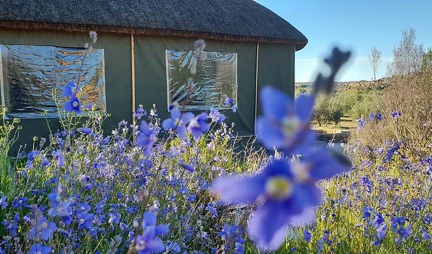 Janfrederik - Luxury safari tent in Clanwilliam, Western Cape, South Africa