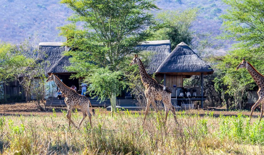 Welcome to Imvubu Lodge 78! in Swaziland, Swaziland, Eswatini (Swaziland)