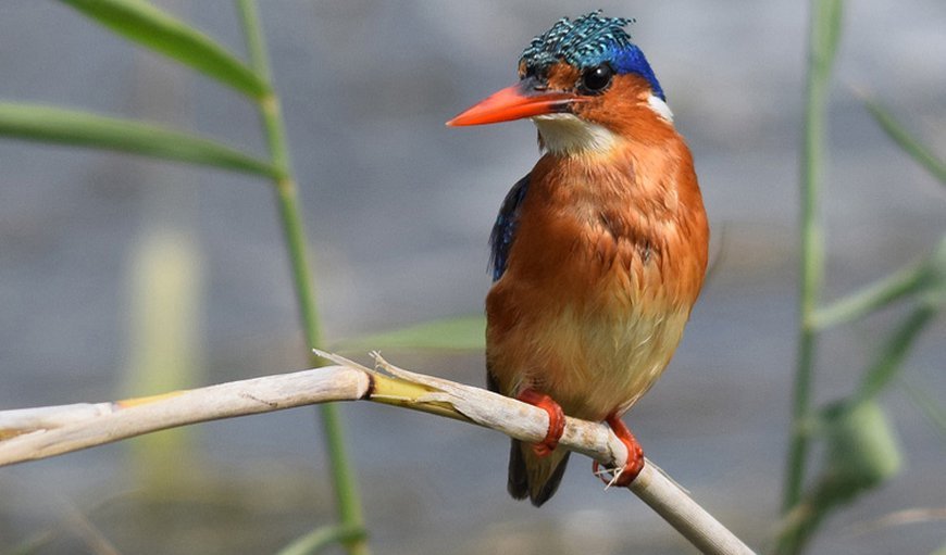 The Kingfisher Bird