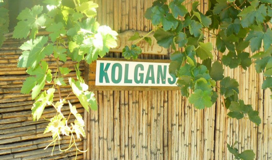 Kolgans in Keimoes, Northern Cape, South Africa