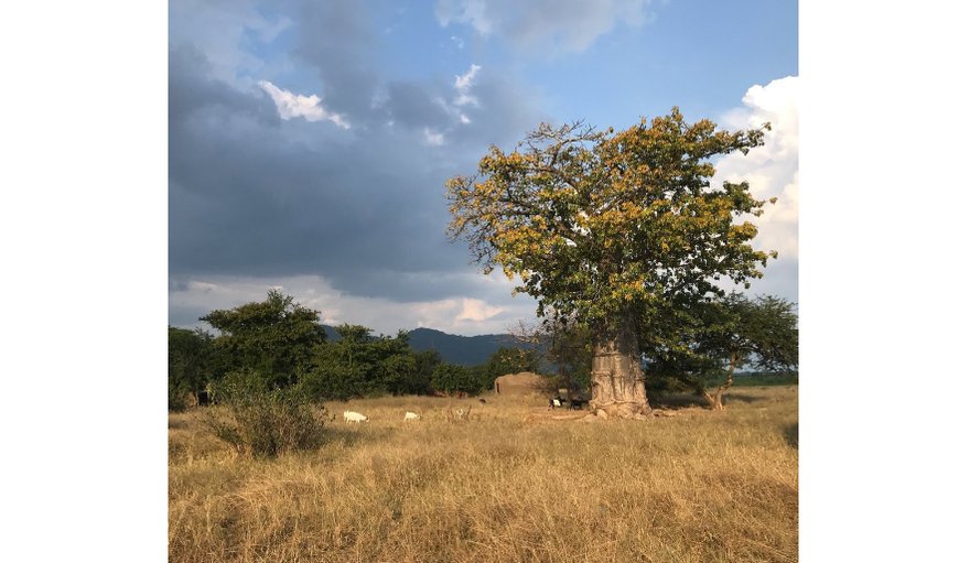 In the morning you will awaken to a medley of bird songs, including the ‘ooooomph, ooooomph’ of the rare and endangered southern ground hornbill. In the morning you will awaken to a medley of bird songs, including the ‘ooooomph, ooooomph’ of the rare and endangered southern ground hornbill.
