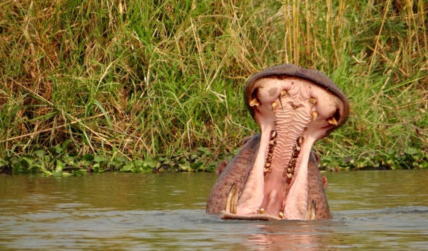 As you go to sleep, you will swear that the hippos you hear grunting, are directly outside your room—and they probably are! As you go to sleep, you will swear that the hippos you hear grunting, are directly outside your room—and they probably are!