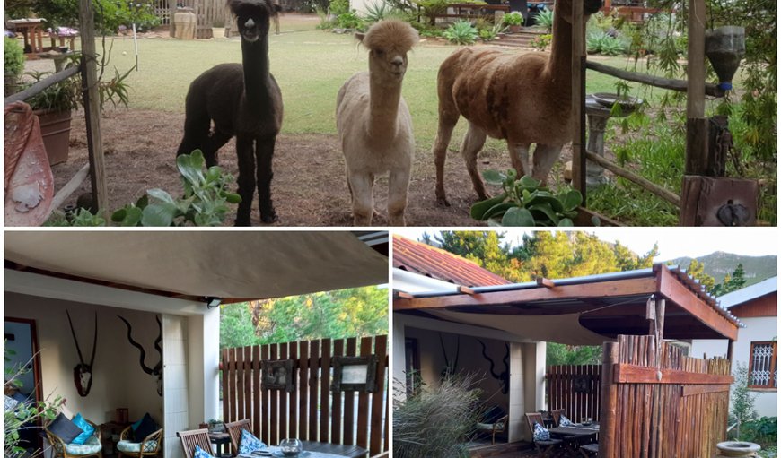 Alpaca Cottage in Kleinmond, Western Cape, South Africa