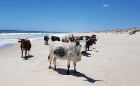 Wamakersvlei Beach Farm image