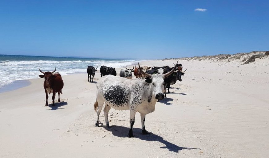 Wamakersvlei Beach Farm in Dwarskersbos, Western Cape, South Africa