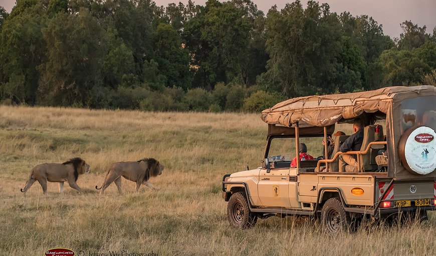 Welcome to Porini Lion Camp! in Masai Mara, Rift Valley, Kenya