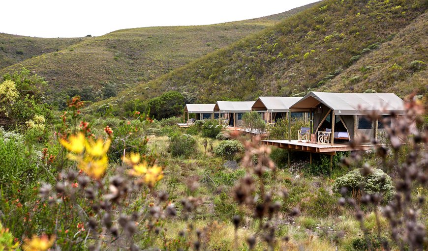 TENTED ECO CAMP - 3 night programme: Comprising of 5 Tents