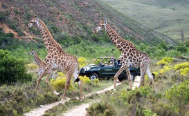 Gondwana Game Reserve image