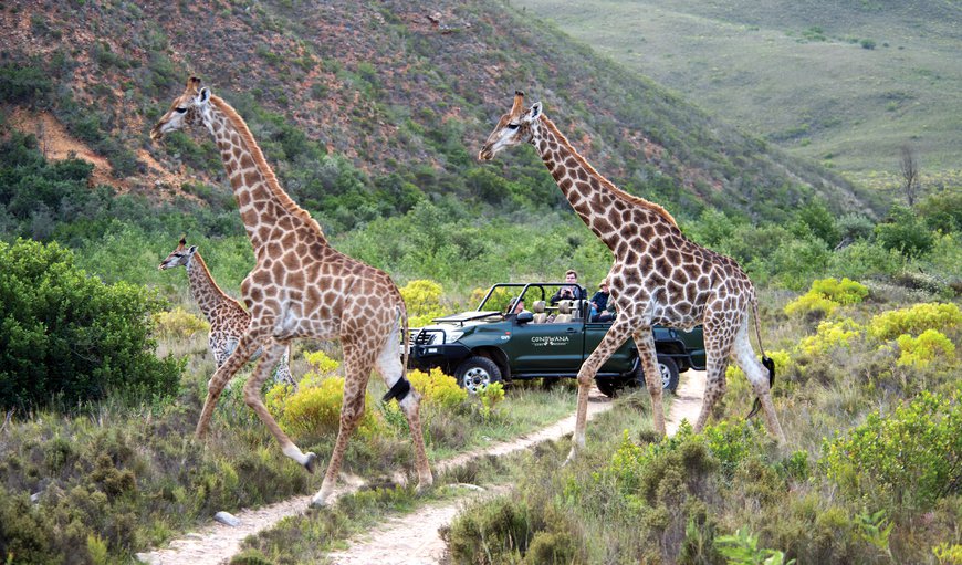 Safari in Mossel Bay, Western Cape, South Africa