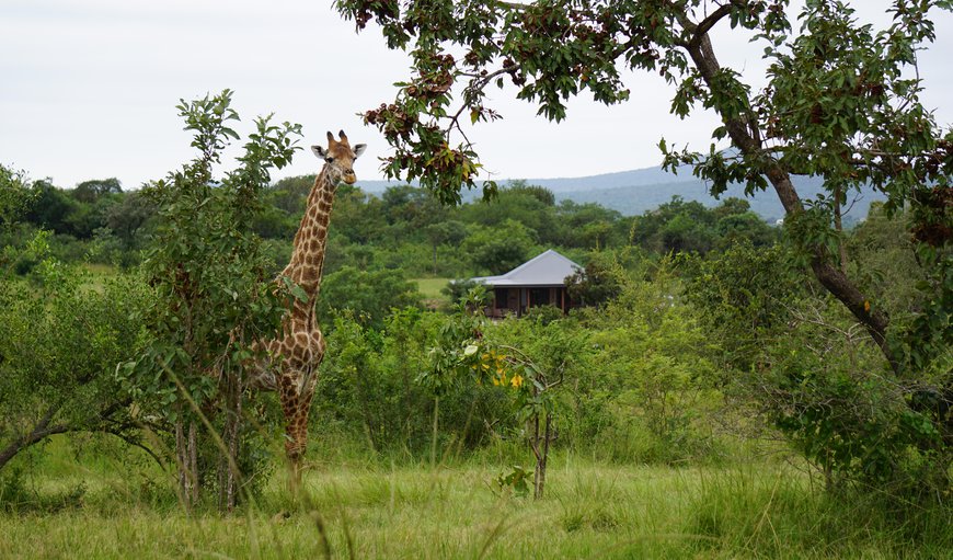 Welcome to Dombeya Game Reserve Lodge in Luve, Manzini, Eswatini (Swaziland)