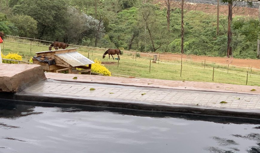 Cavalo means horse in Portuguese, and on the small holding, there are 4 horses, 2 dogs, 3 cats and 4 chickens Cavalo means horse in Portuguese, and on the small holding, there are 4 horses, 2 dogs, 3 cats and 4 chickens