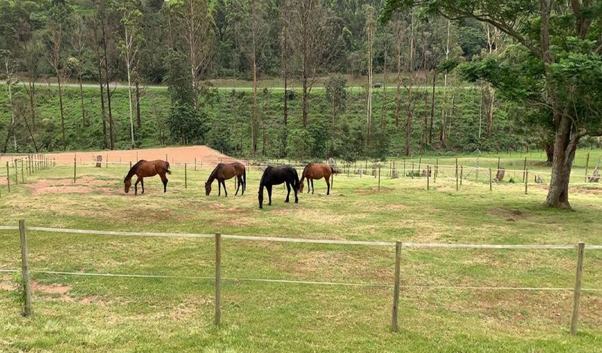 Cavalo means horse in Portuguese, and on the small holding, there are 4 horses, 2 dogs, 3 cats and 4 chickens Cavalo means horse in Portuguese, and on the small holding, there are 4 horses, 2 dogs, 3 cats and 4 chickens