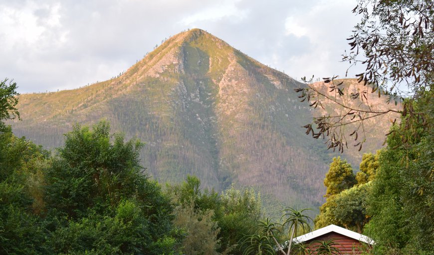 Mad About Saffron is situated in the pristine Storms River village, and at forest edge of the Tsitsikamma National Park