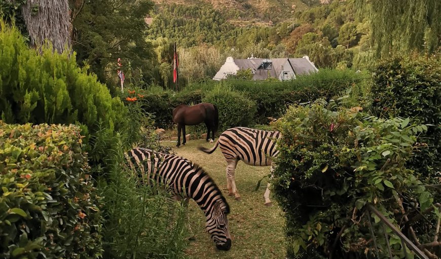 Welcome To Mountain Charcoal in Lady Grey , Eastern Cape, South Africa