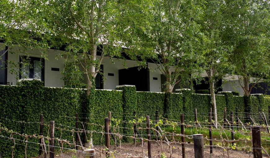 Vineyard Suite: Vineyard Suite - There are 8 elegant Vineyard suites