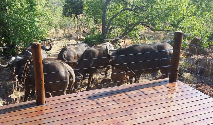 Elandsfontein 21 is situated in the Mabalingwe Nature Reserve