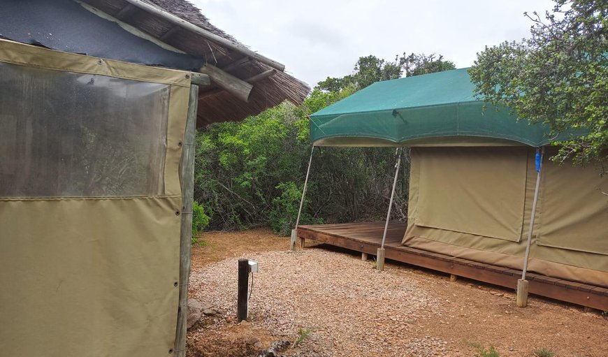 Tented Camp 4: Tented Camp Twin Beds