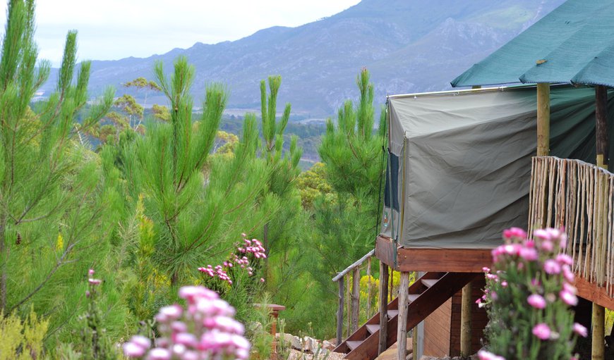 Welcome to Otium Oasis Glamping & Camping in Tesselaarsdal, Western Cape, South Africa