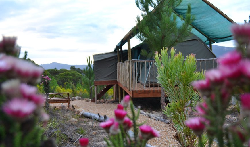 The Springbok Tent: The Springbok Tent