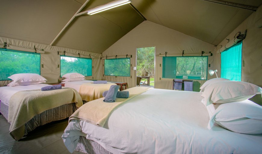 Luxury Tent: Tent with 1 double bed and 2 single beds
