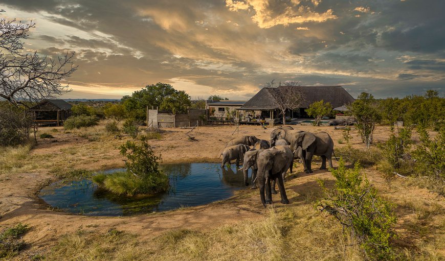Imagine Africa Luxury Tented Camp in Balule Nature Reserve, Limpopo, South Africa