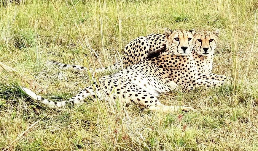 Our property is a sanctuary for lions (brown and white), leopards, tigers (Bengal and Siberian), pumas, jaguars, wild dogs, hyenas (spotted, striped and brown), blue duikers, black-backed jackals, bat-eared foxes, to name a few Our property is a sanctuary for lions (brown and white), leopards, tigers (Bengal and Siberian), pumas, jaguars, wild dogs, hyenas (spotted, striped and brown), blue duikers, black-backed jackals, bat-eared foxes, to name a few