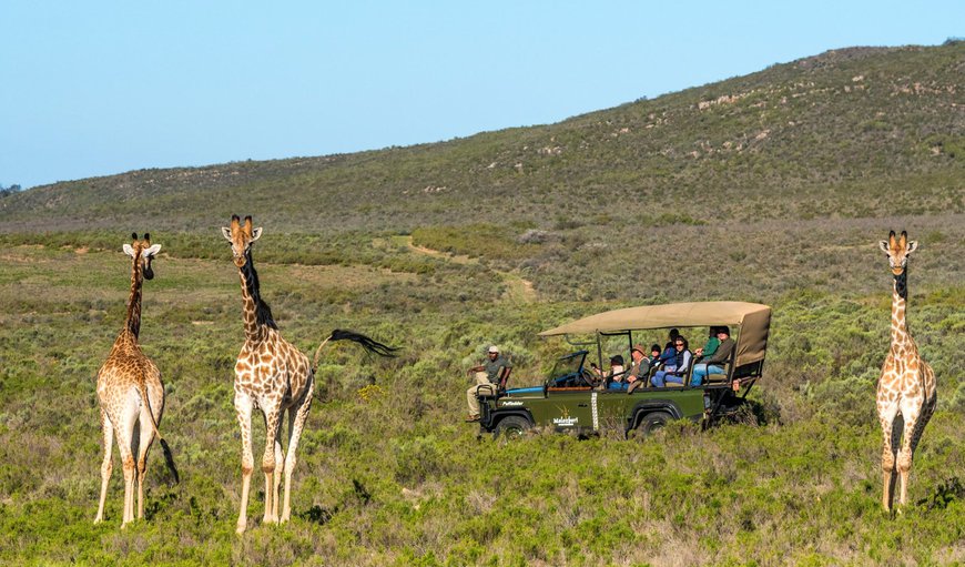 Experience Melozhori with a game drive under the expert guidance of the passionate guides, with their vast knowledge of wildlife and the unique Renosterveld region Experience Melozhori with a game drive under the expert guidance of the passionate guides, with their vast knowledge of wildlife and the unique Renosterveld region