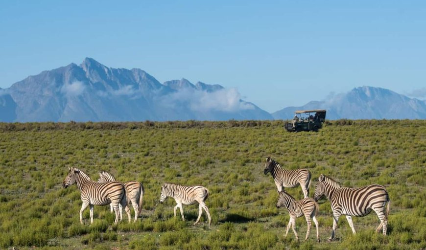 The reserve is home to over 18 species of game, and most of the Cape's unique indigenous fauna and flora The reserve is home to over 18 species of game, and most of the Cape's unique indigenous fauna and flora