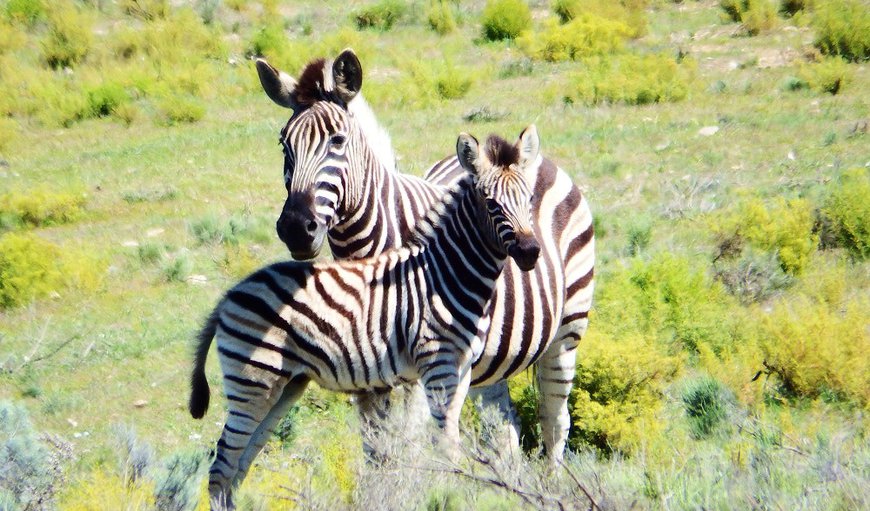 The reserve is home to over 18 species of game, and most of the Cape's unique indigenous fauna and flora The reserve is home to over 18 species of game, and most of the Cape's unique indigenous fauna and flora