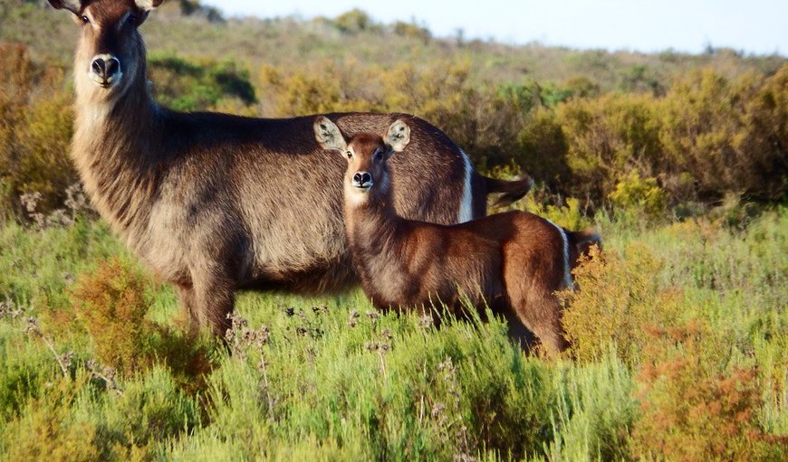 The reserve is home to over 18 species of game, and most of the Cape's unique indigenous fauna and flora The reserve is home to over 18 species of game, and most of the Cape's unique indigenous fauna and flora