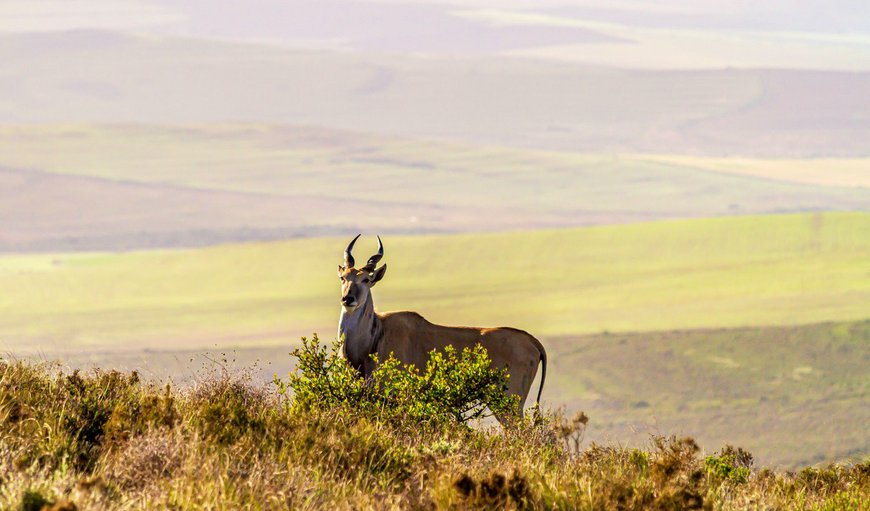 The reserve is home to over 18 species of game, and most of the Cape's unique indigenous fauna and flora The reserve is home to over 18 species of game, and most of the Cape's unique indigenous fauna and flora