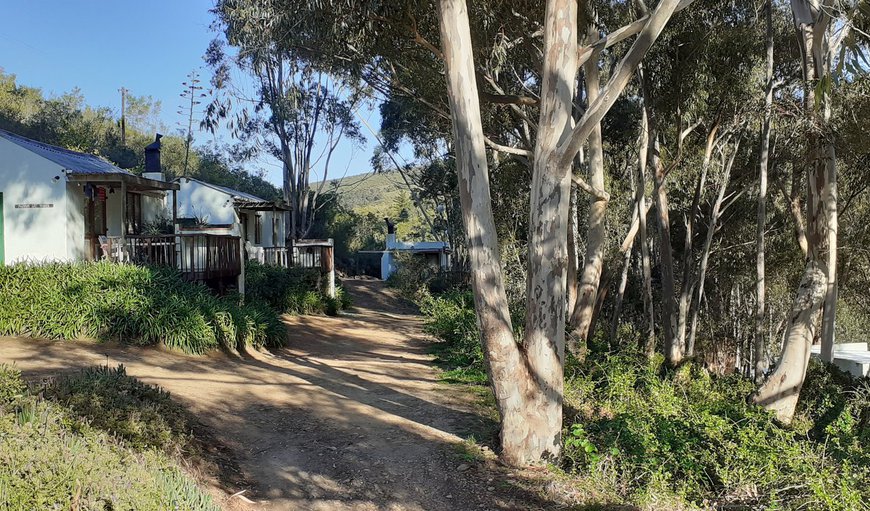 Under the Shade of the Eucalyptus Trees