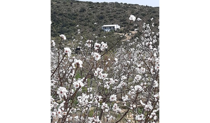 Springbokhuisie: Springbokhuisie