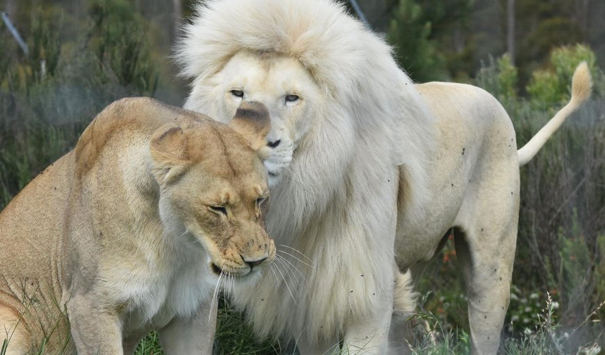 View of the lions from the lion cabins