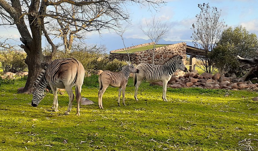 Zebra grazing. They may visit at your cottage.