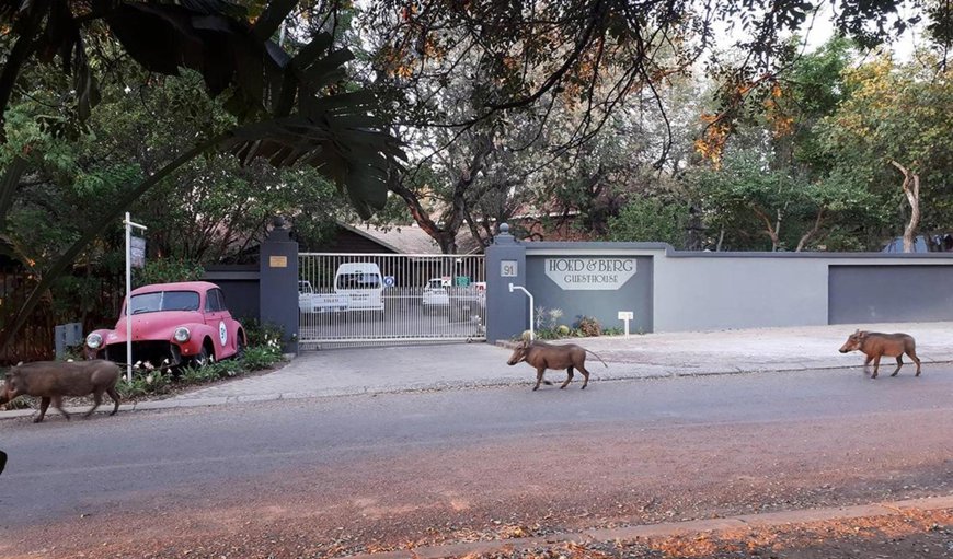 Street view in Hoedspruit, Limpopo, South Africa