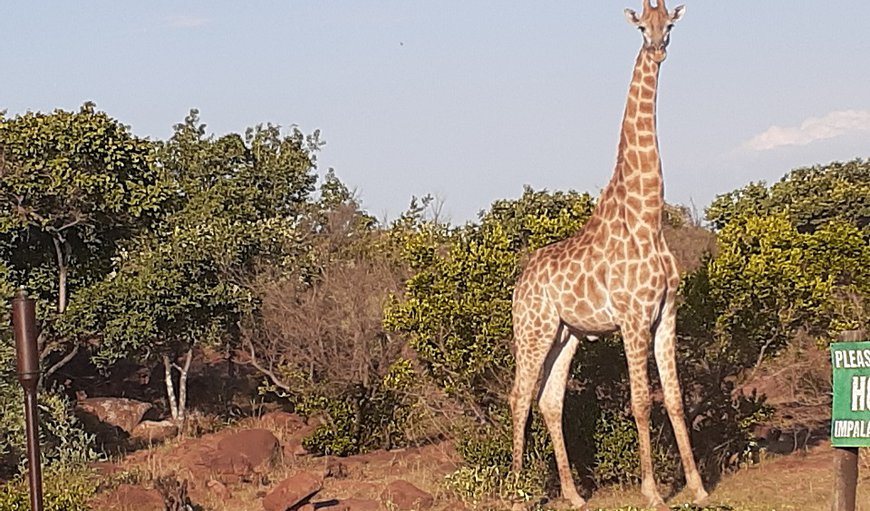 Wildlife in Bela Bela (Warmbaths), Limpopo, South Africa