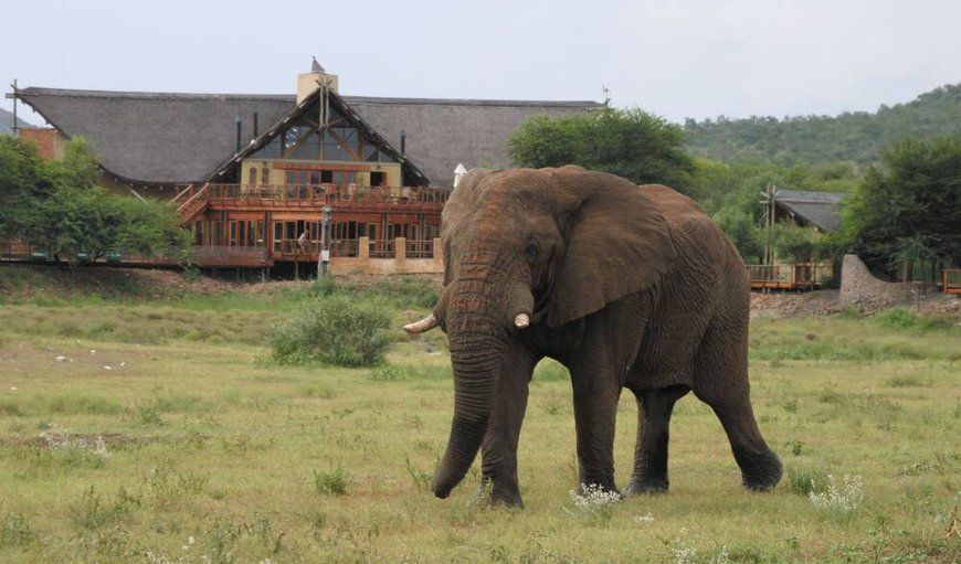 Welcome to Tau Game Lodge in Madikwe Reserve, North West Province, South Africa