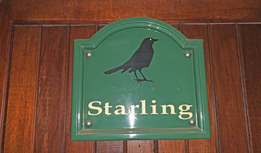 Starling photo 688